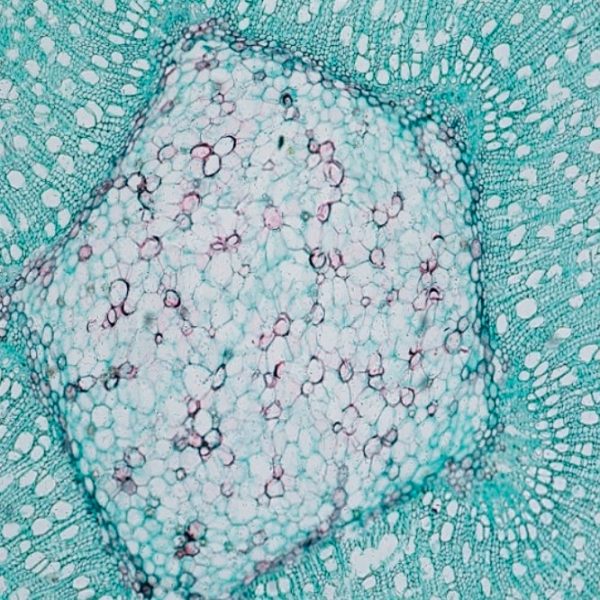 MICROSCOPIO C BINOCULAR BS-2074B - Imagen 3